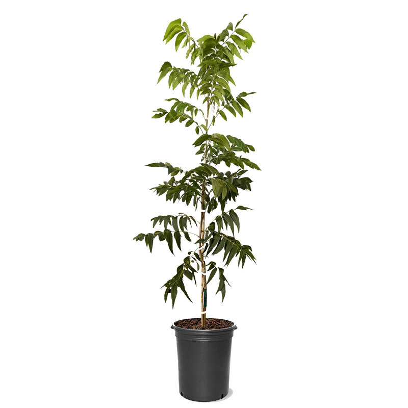 American Plant Exchange Live Fruit Tree Caddo Pecan Nut Tree, 5Gallon